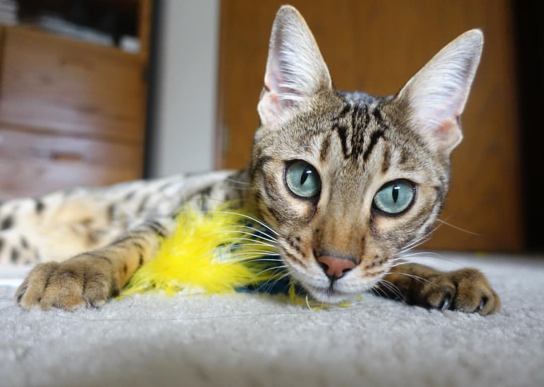 开云下载-假若拉齐奥对阵爱尔兰，德布劳内如何在想象与真实的舞台间定义伟大