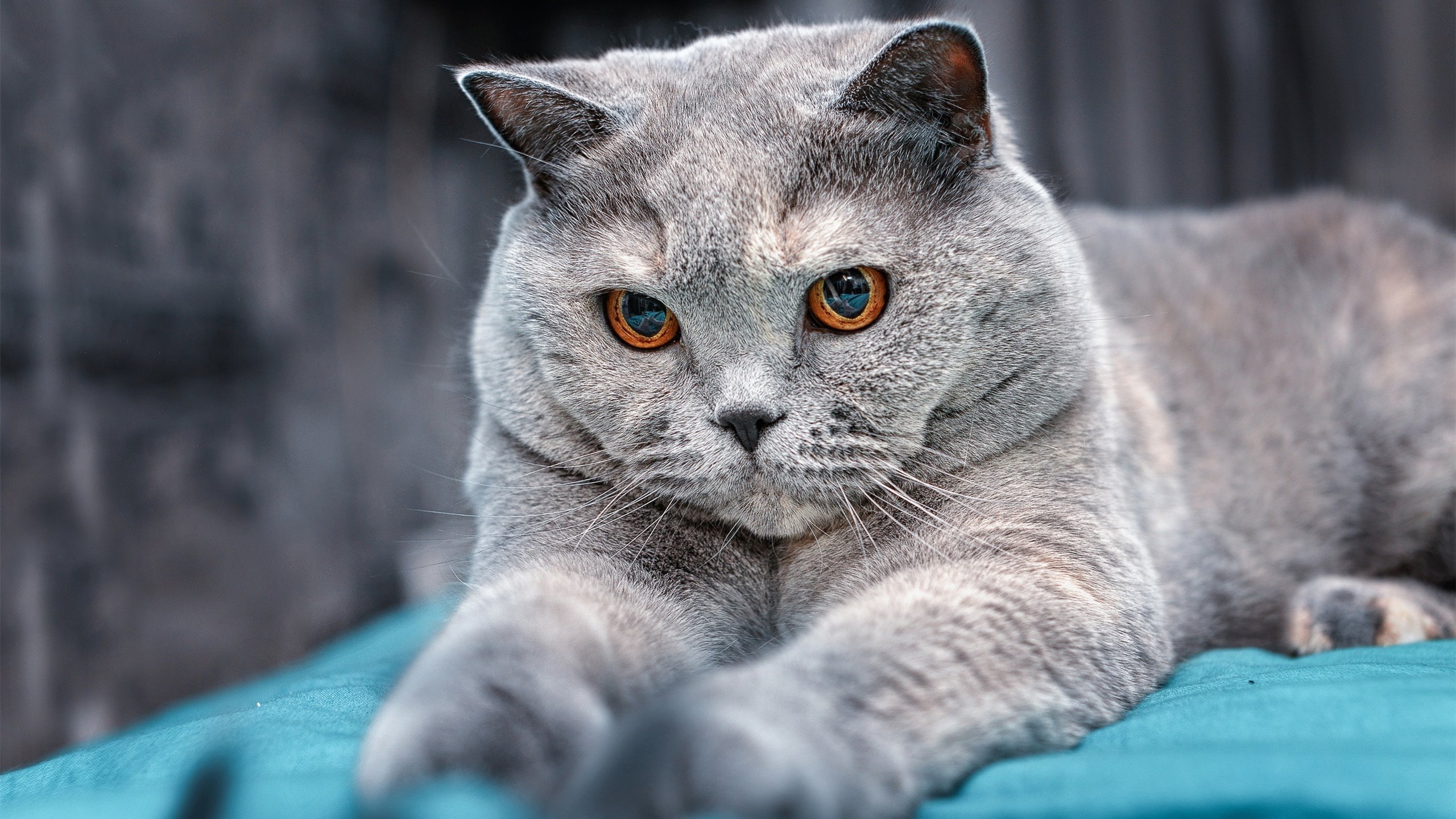 开云体育下载-蒂亚戈一箭定江山,马竞力克喀麦隆展现战术韧性