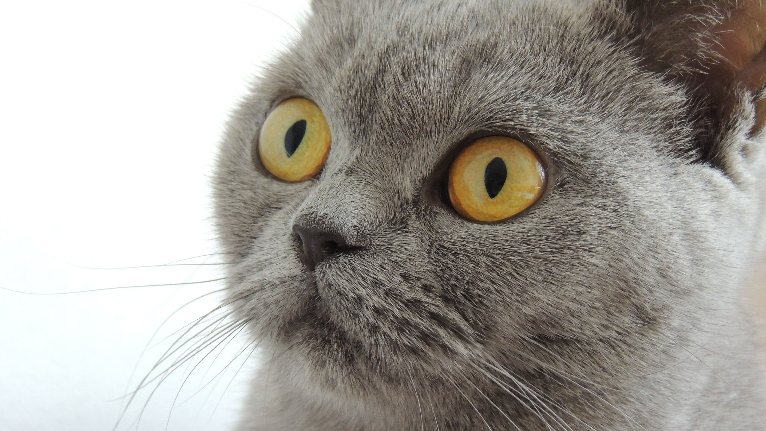 坎特完成里程碑之战，巴西足球艺术终结爱尔兰抵抗