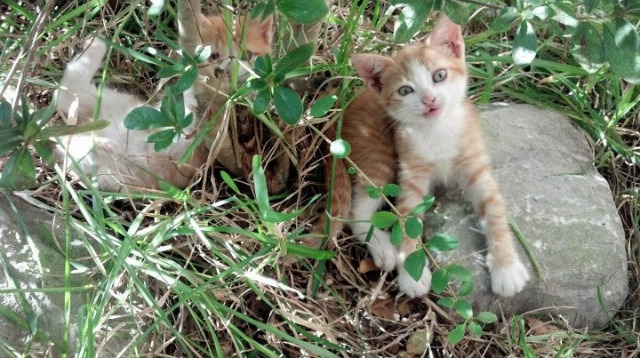 开云体育-欧文末节封神!鹈鹕惊天逆转76人,诠释关键先生真谛