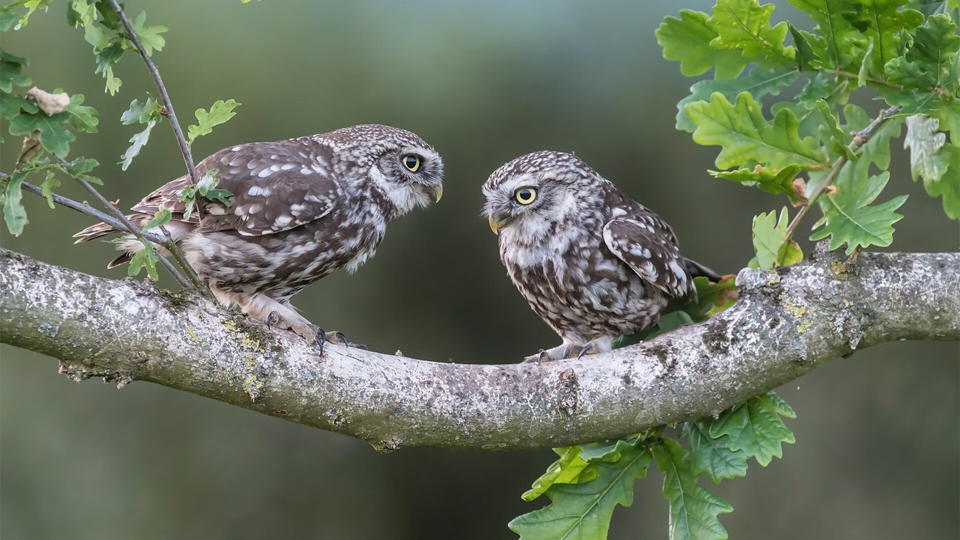 开云体育下载-荷兰强势压制阿根廷,格列兹曼闪耀制胜时刻