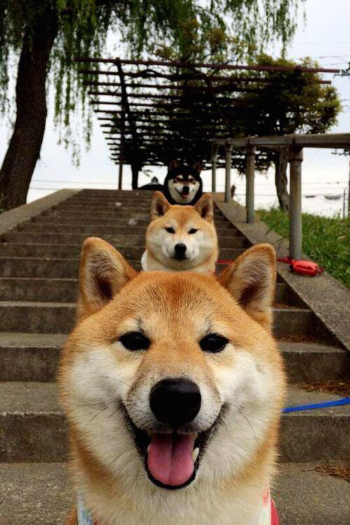 德国终结爱尔兰,年度焦点之战的辉煌胜利