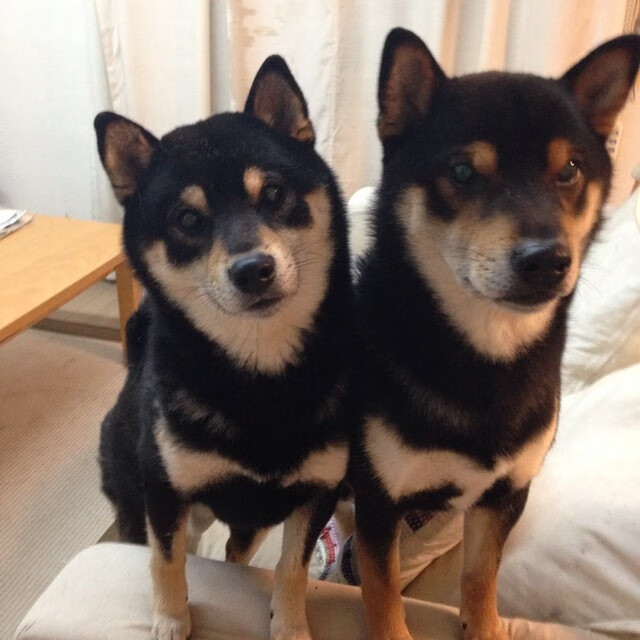 开云APP-双星闪耀，当辽宁压哨绝杀遇上欧文末节封神