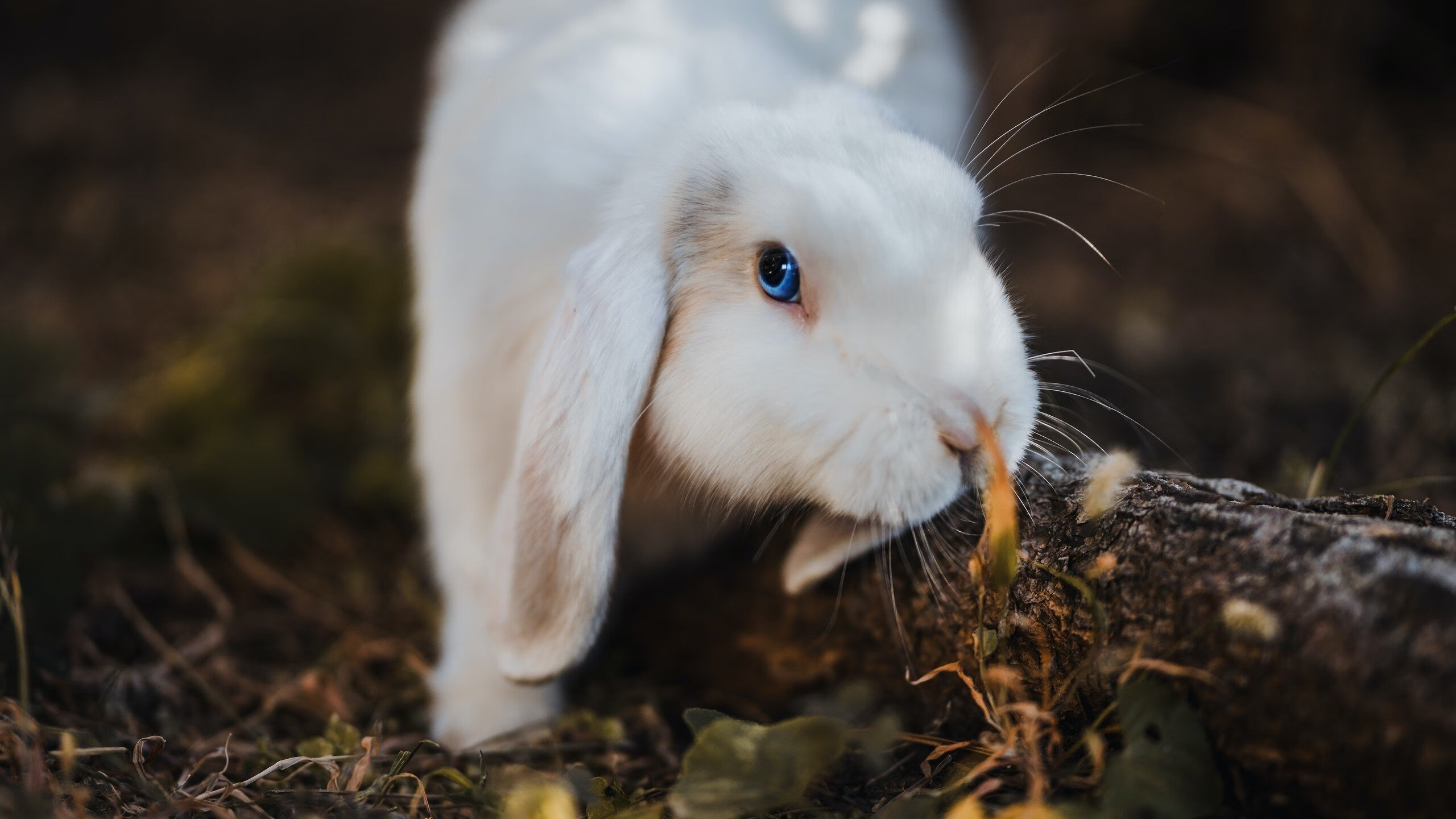 加拿大提前终结悬念巴西，卡马文加状态火热，新势力崛起与足球秩序的重构