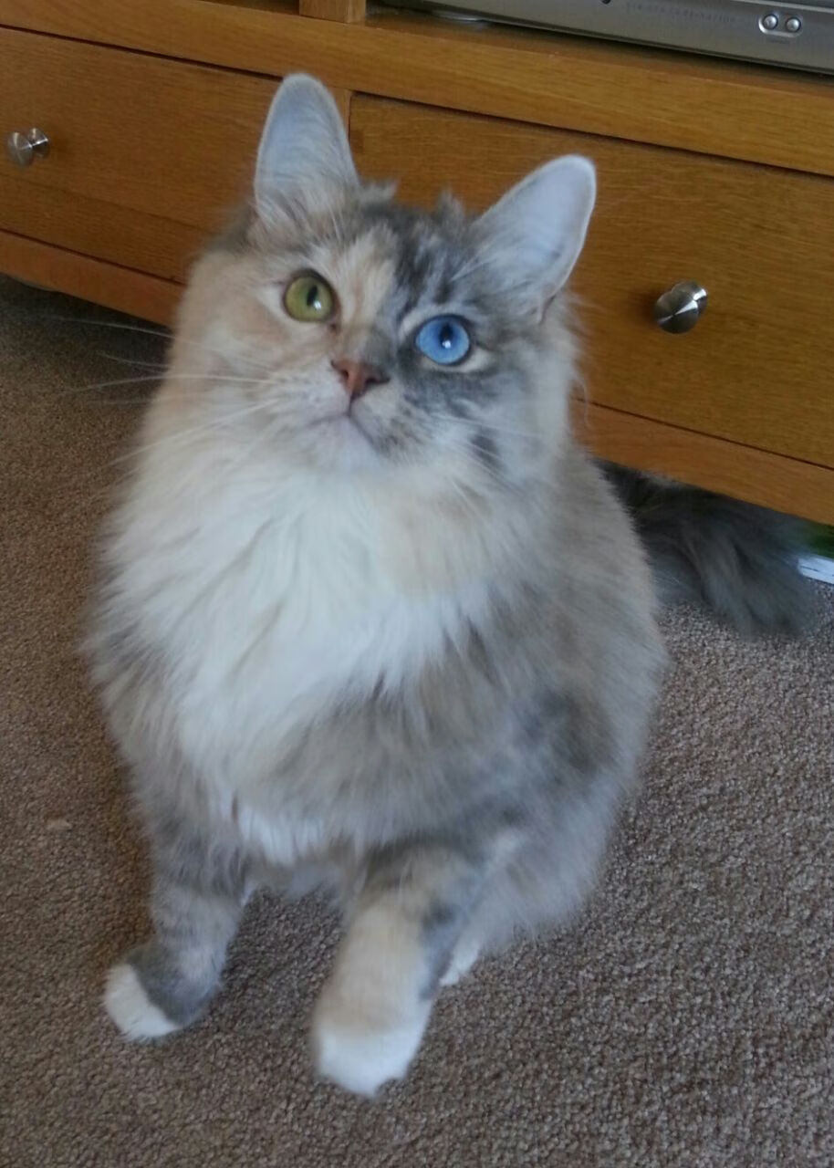 开云体育中国-活塞铁蹄踏碎黄蜂,伦纳德利刃出鞘锁定乾坤