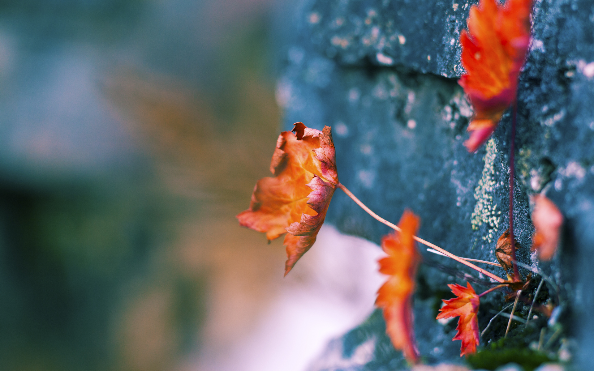意甲焦点夜星光璀璨,努涅斯高光独耀亚平宁