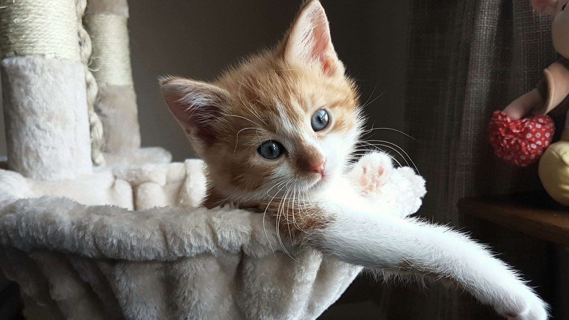 破茧，西决生死战之夜，厄德高在焦点战证明自己