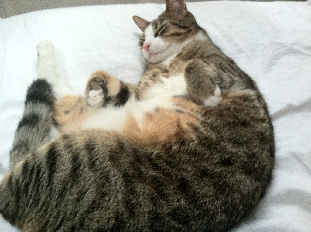 逆流而上！戈麦斯欧冠封神夜，皇马踏过曼城废墟进军决赛