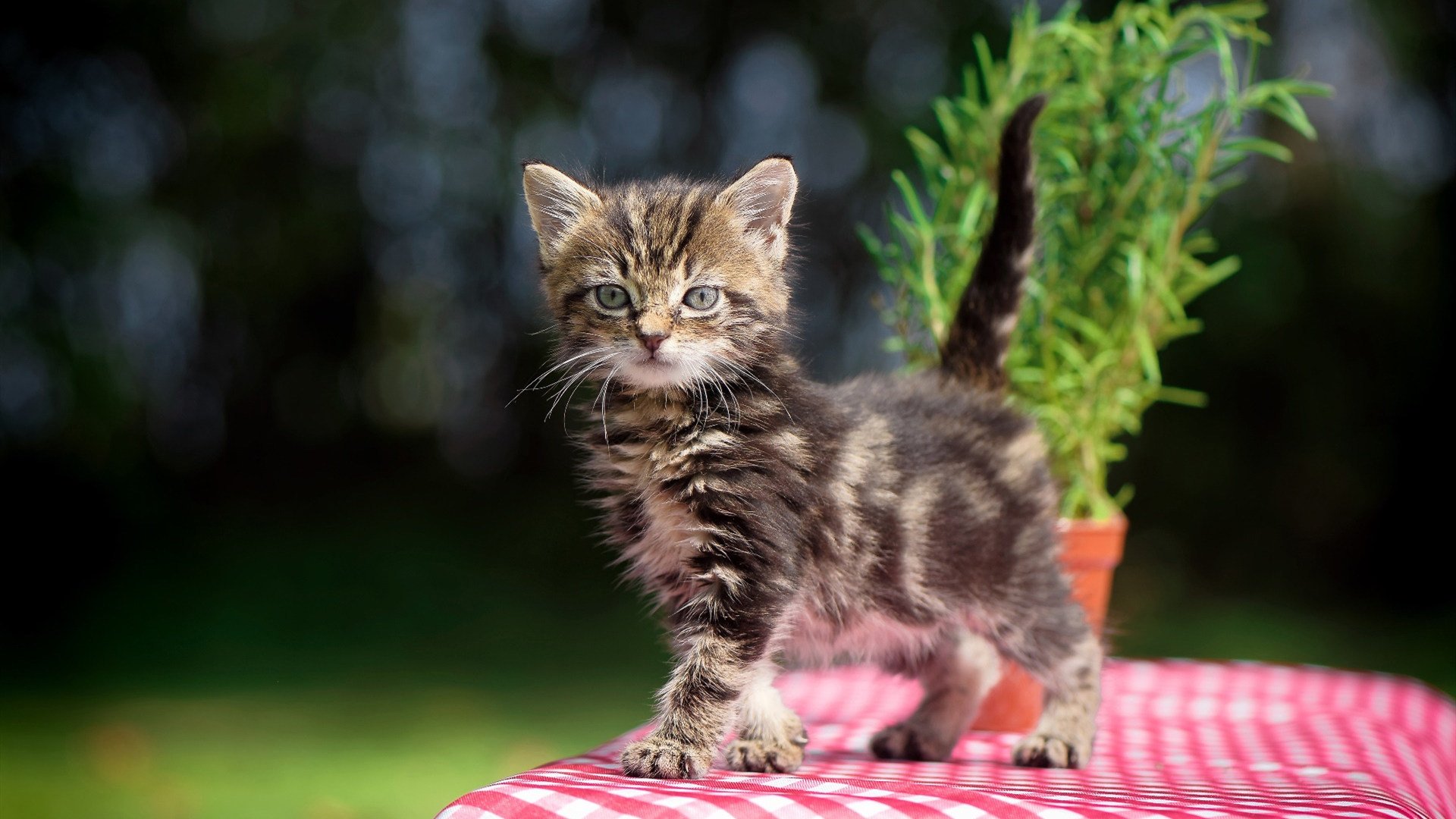 开云官网-福登末节接管比赛，比利时防守锁死韩国