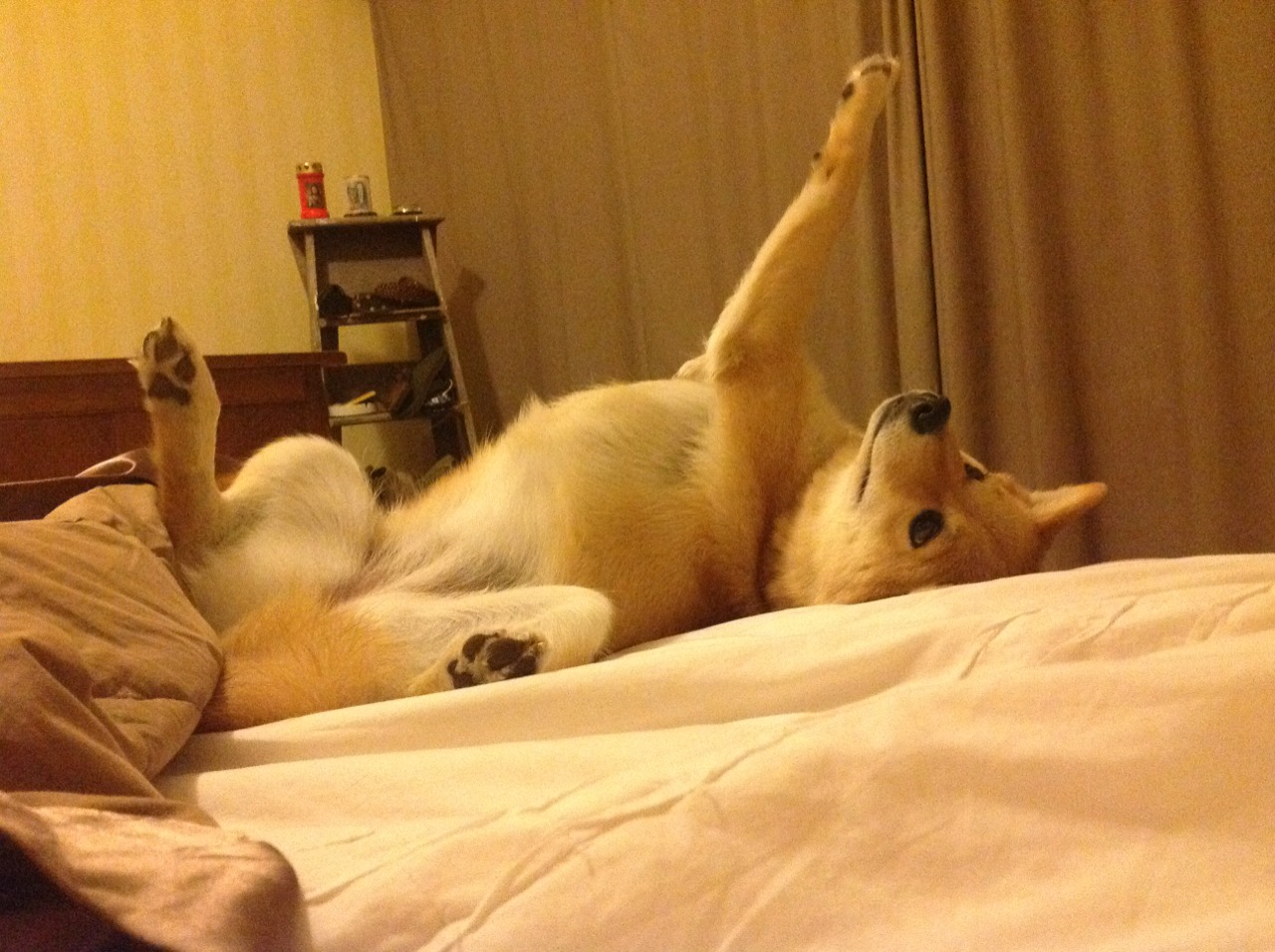 伦纳德攻防转换核心显威，凯尔特人强压森林狼战术解析